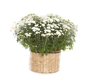 Beautiful blooming chrysanthemum flowers in wicker pot on white background