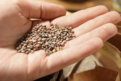 Woman holding pile of radish seeds, closeup. Vegetable planting