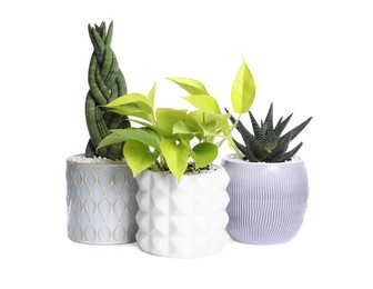 Different house plants in pots isolated on white