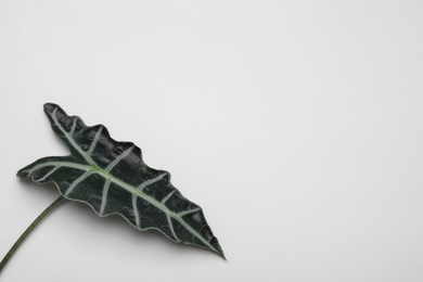 Photo of Leaf of tropical alocasia plant isolated on white