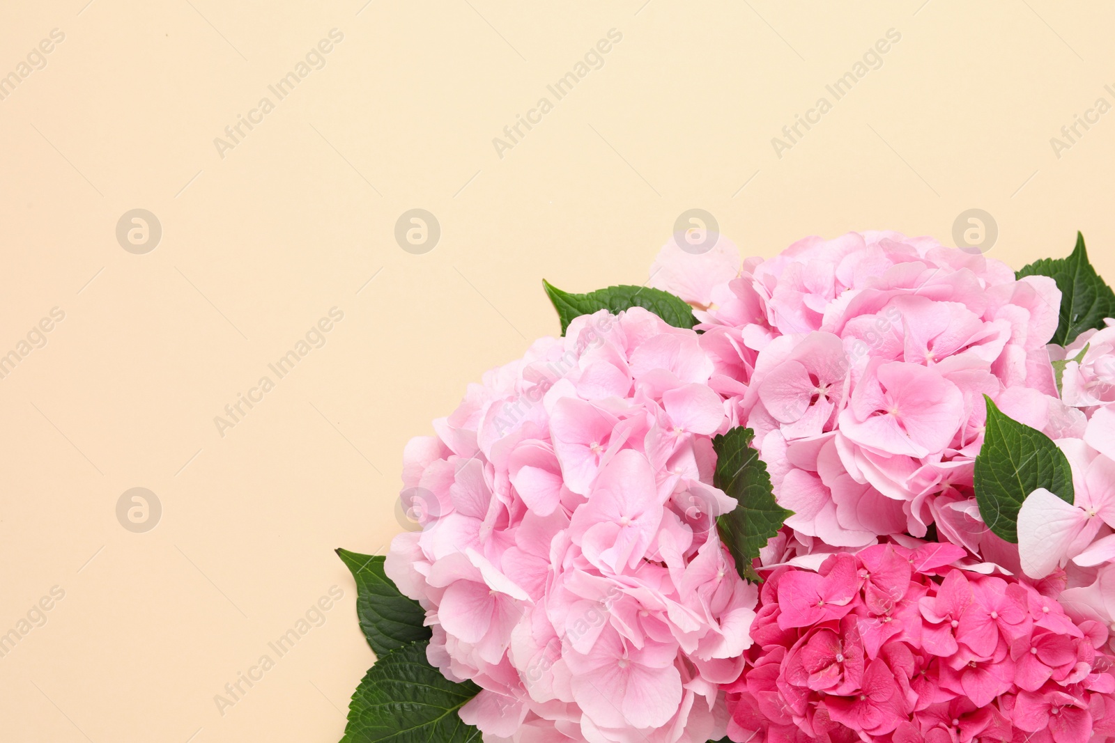 Photo of Beautiful hortensia flowers on beige background, flat lay. Space for text