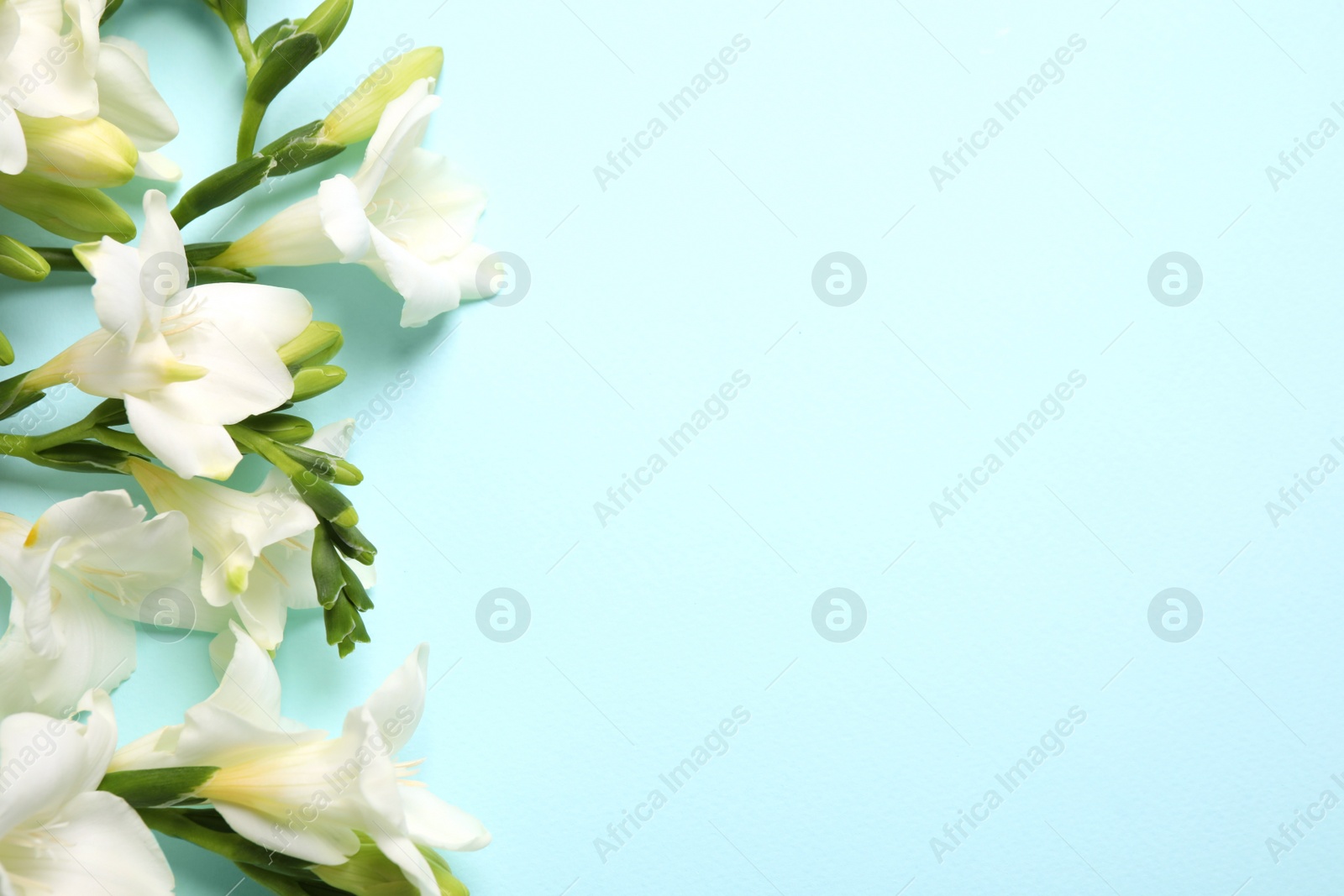 Photo of Beautiful freesia flowers on light blue background, flat lay. Space for text