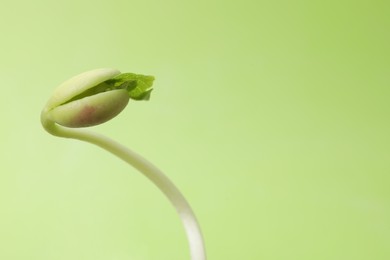 Photo of One kidney bean sprout on green background, closeup. Space for text