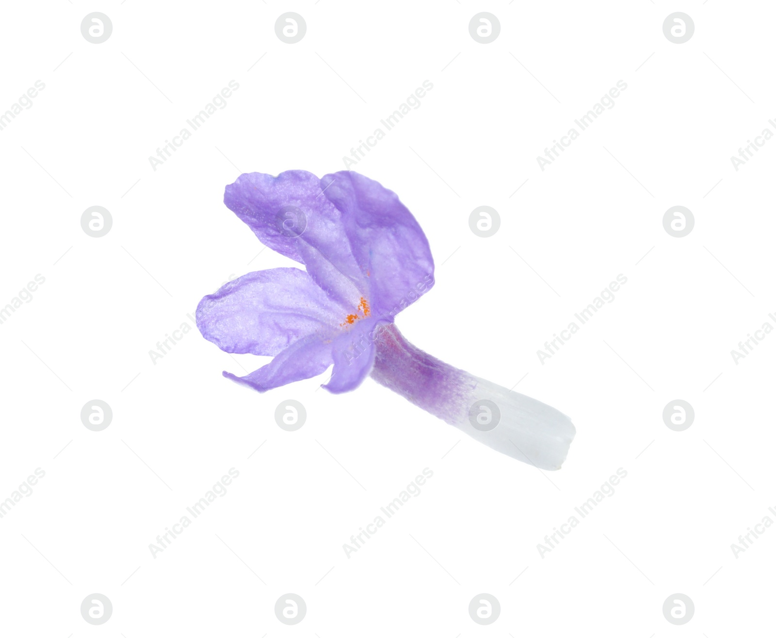 Photo of Beautiful aromatic lavender flower isolated on white