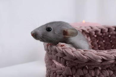 Photo of Cute grey rat in pink knitted basket on light background, closeup