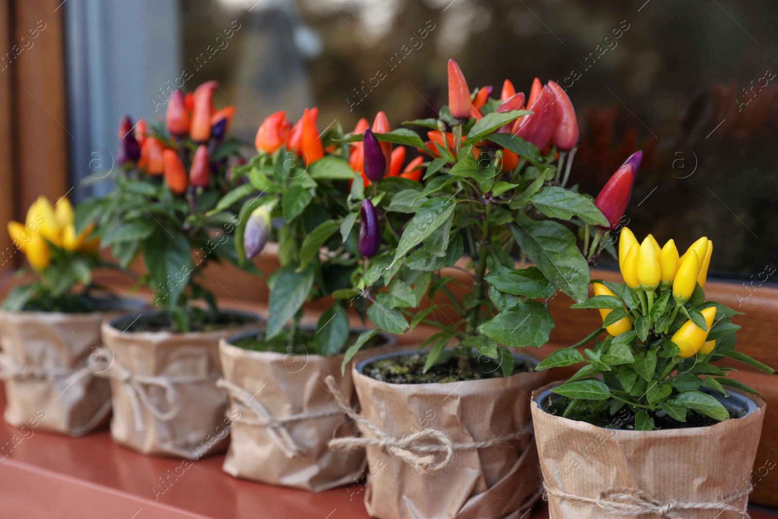 Photo of Capsicum Annuum plants. Many potted multicolor Chili Peppers near window outdoors