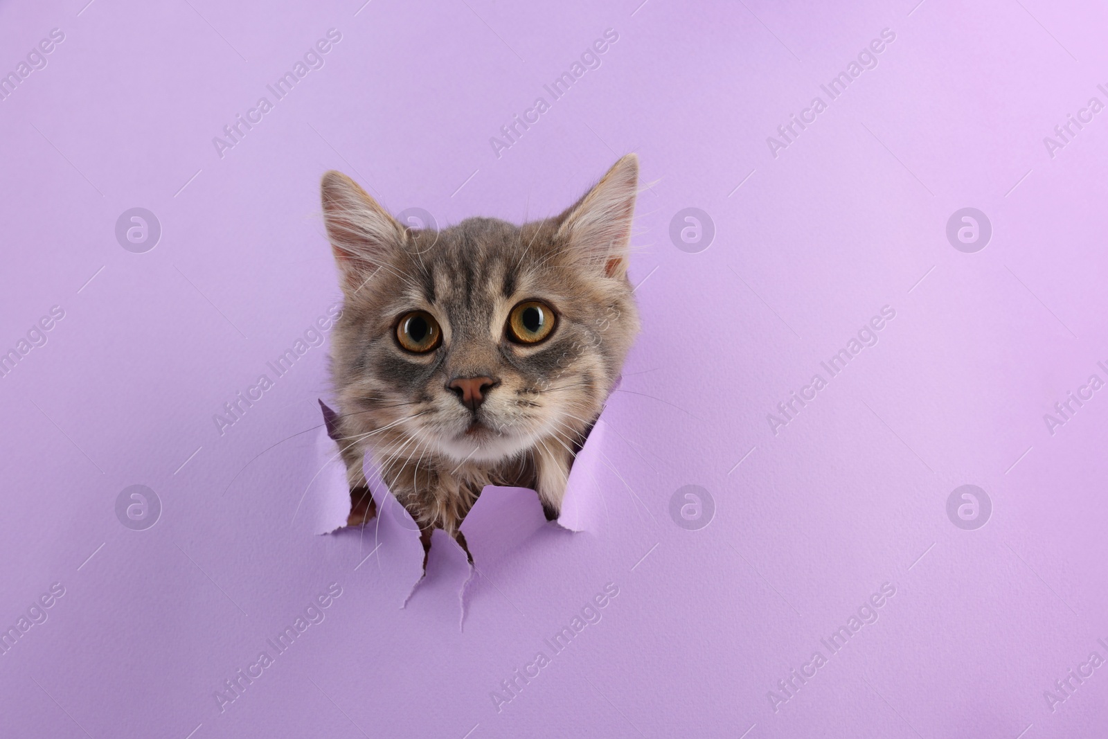 Photo of Cute cat looking through hole in violet paper. Space for text