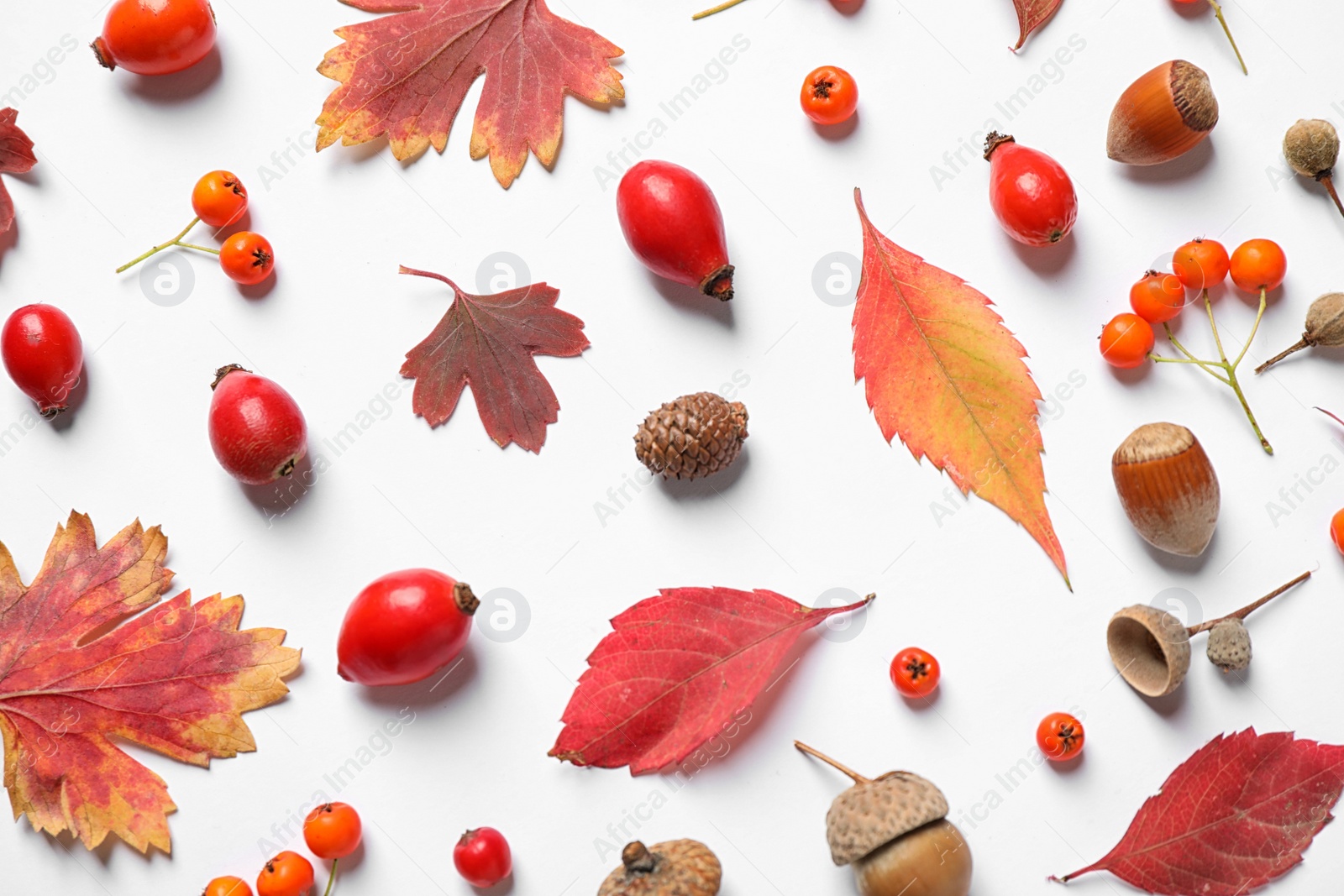 Photo of Beautiful composition with autumn leaves on white background, flat lay