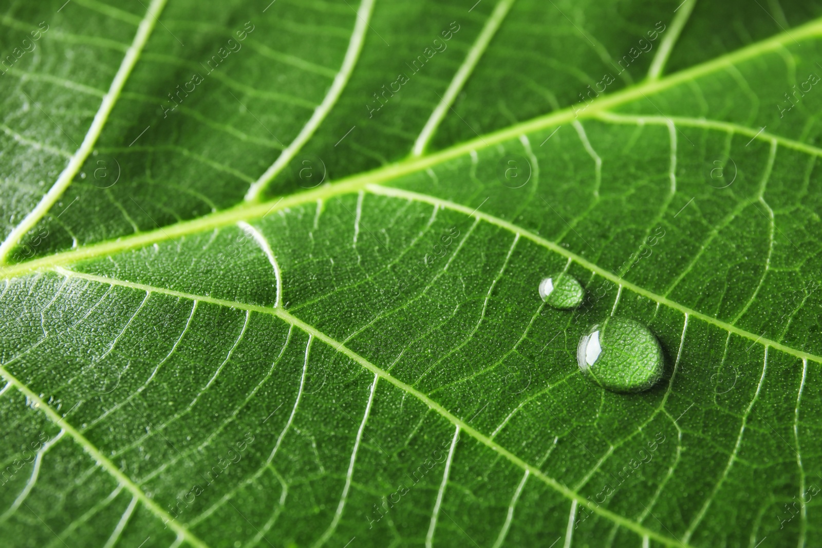 Photo of Beautiful green leaf with water drops, closeup