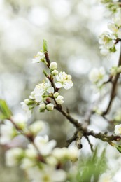 Photo of Blossoming cherry tree outdoors on spring day, closeup