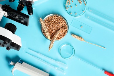 Food quality control. Microscope, petri dishes with wheat grains and other laboratory equipment on light blue background, flat lay