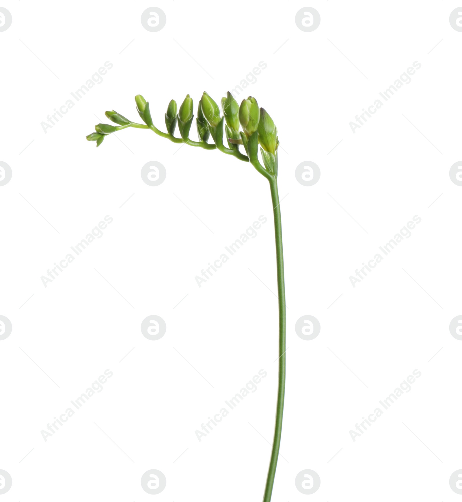 Photo of Buds of freesia flower isolated on white