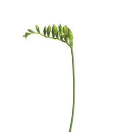 Buds of freesia flower isolated on white