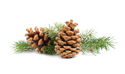 Photo of Fir tree branches and pine cones on white background