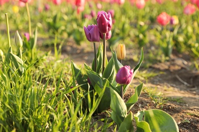 Field with fresh beautiful tulips. Blooming spring flowers