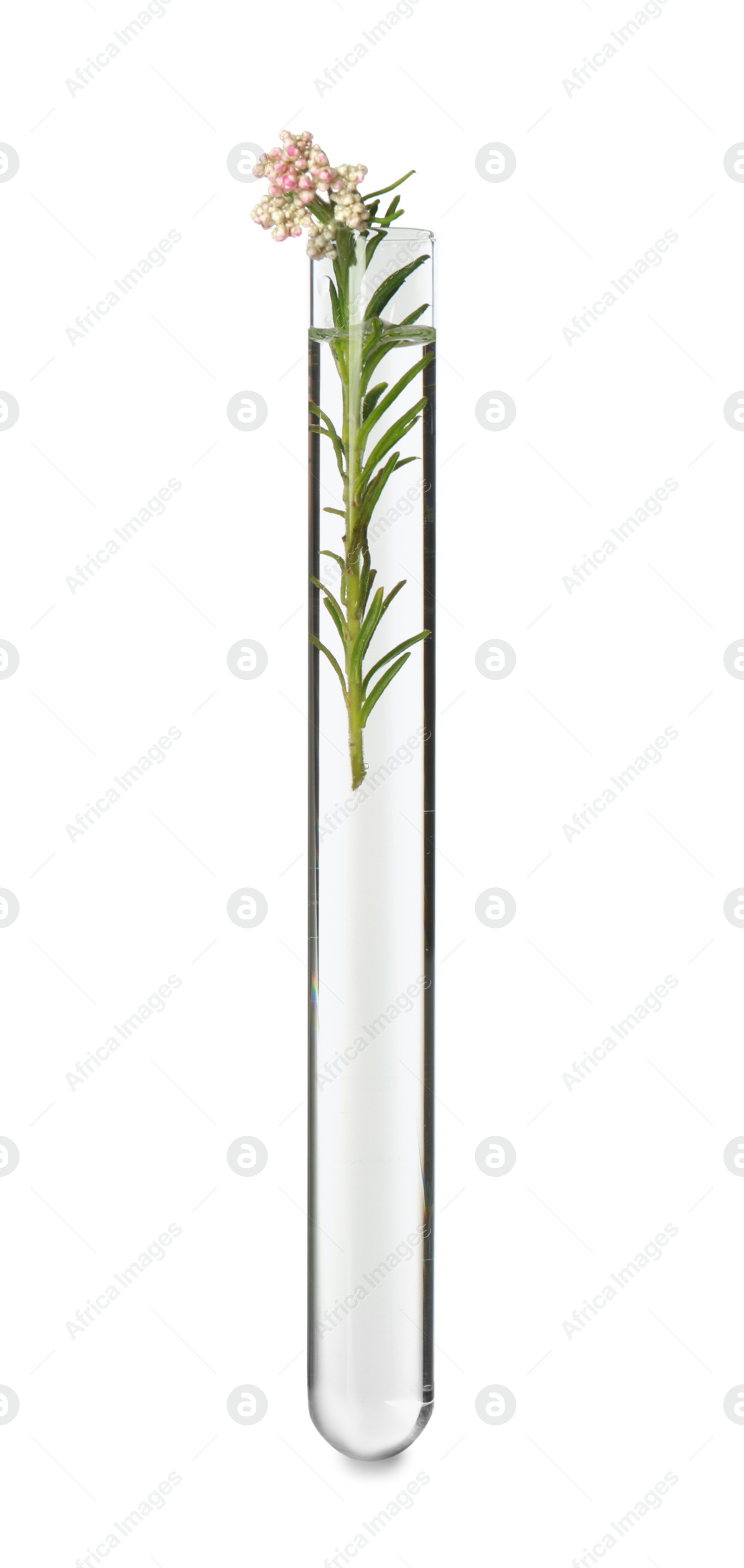 Photo of Beautiful Ozothamnus plant in test tube on white background