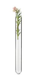 Beautiful Ozothamnus plant in test tube on white background
