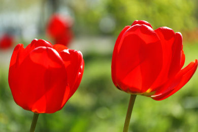 Photo of Blossoming tulips outdoors on sunny spring day