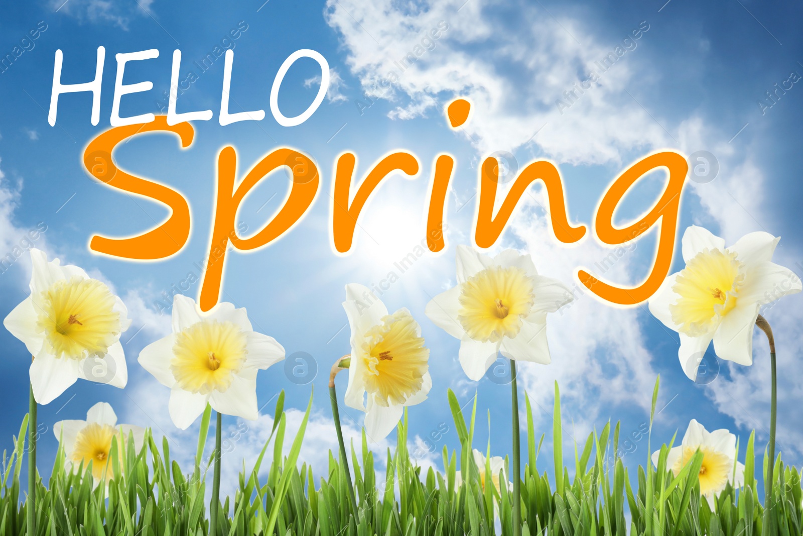 Image of Hello Spring. Beautiful flowers outdoors on sunny day 