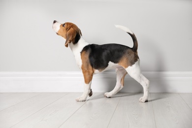 Photo of Cute Beagle puppy near light wall indoors. Adorable pet