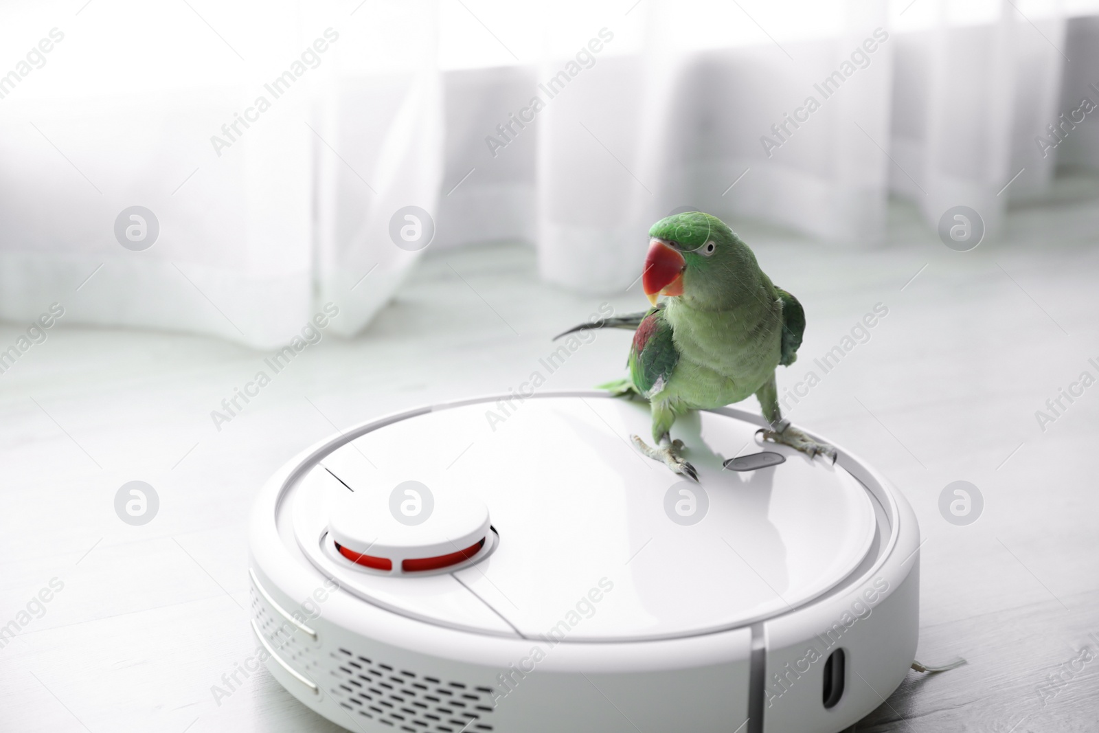 Photo of Modern robotic vacuum cleaner and Alexandrine parakeet on floor indoors