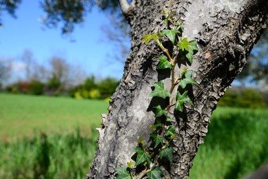 Photo of Twig with green leaves growing on tree trunk outdoors