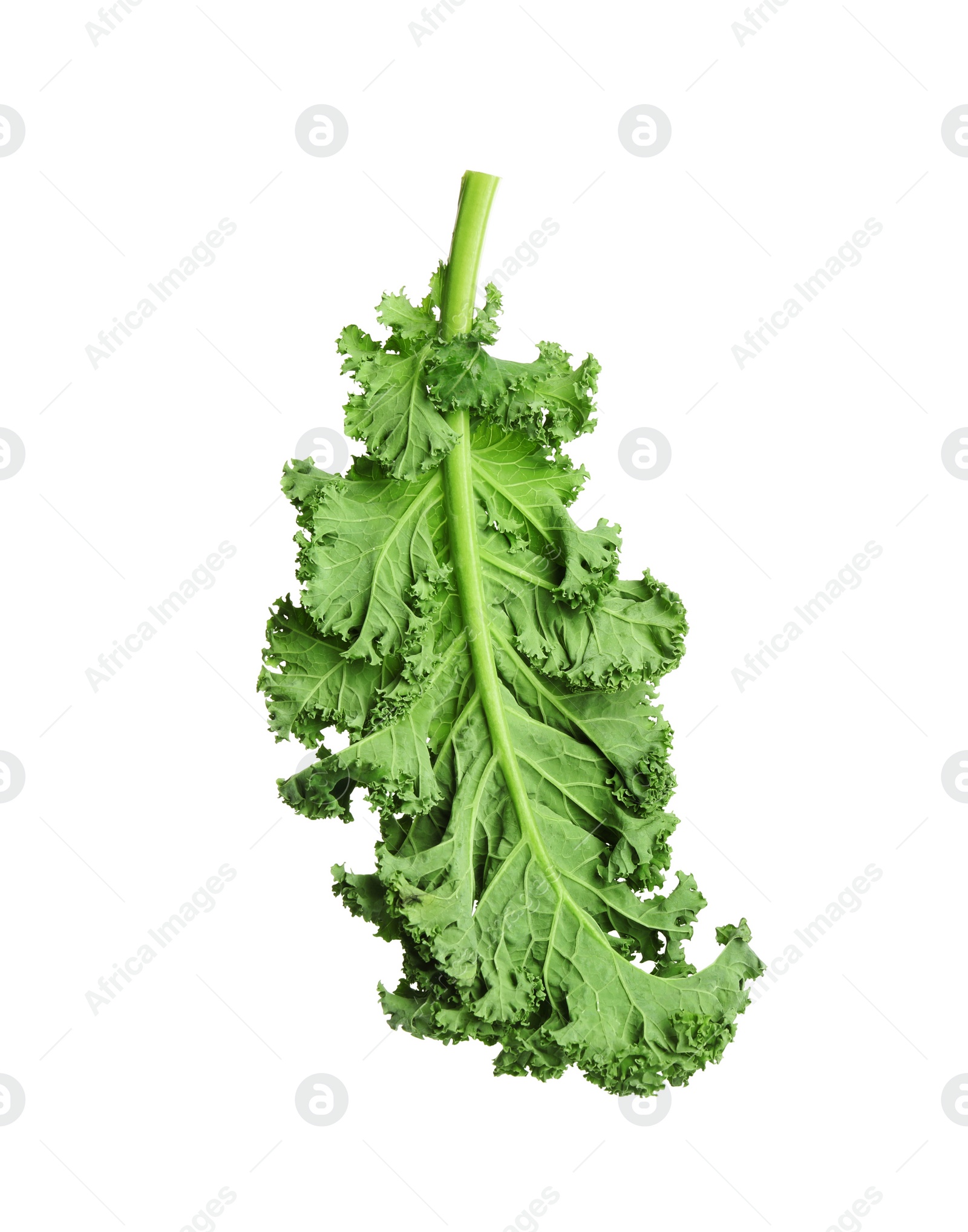 Photo of Fresh green kale leaf isolated on white