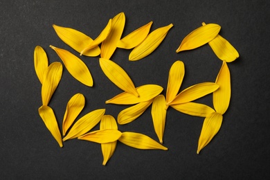 Photo of Fresh yellow sunflower petals on black background, flat lay