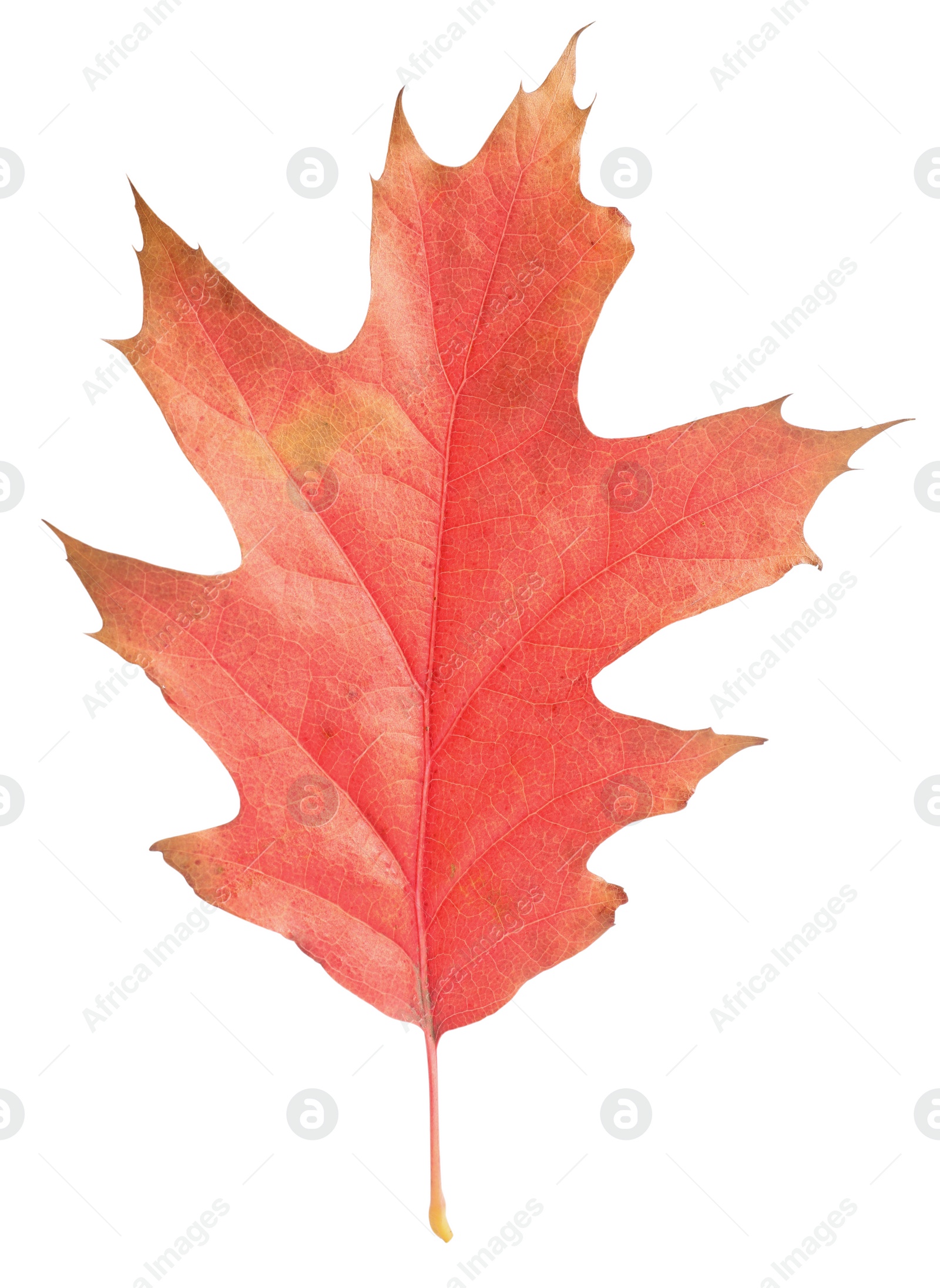 Photo of Autumn season. Oak leaf isolated on white