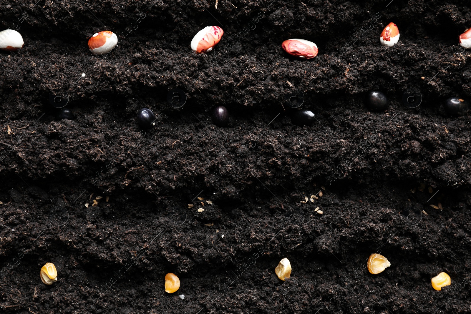 Photo of Many different vegetable seeds in fertile soil, top view