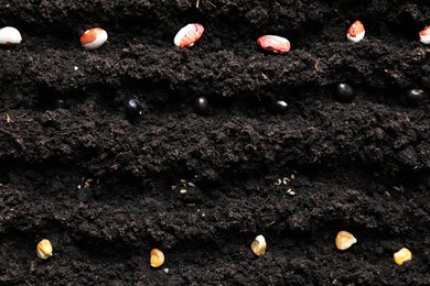 Many different vegetable seeds in fertile soil, top view