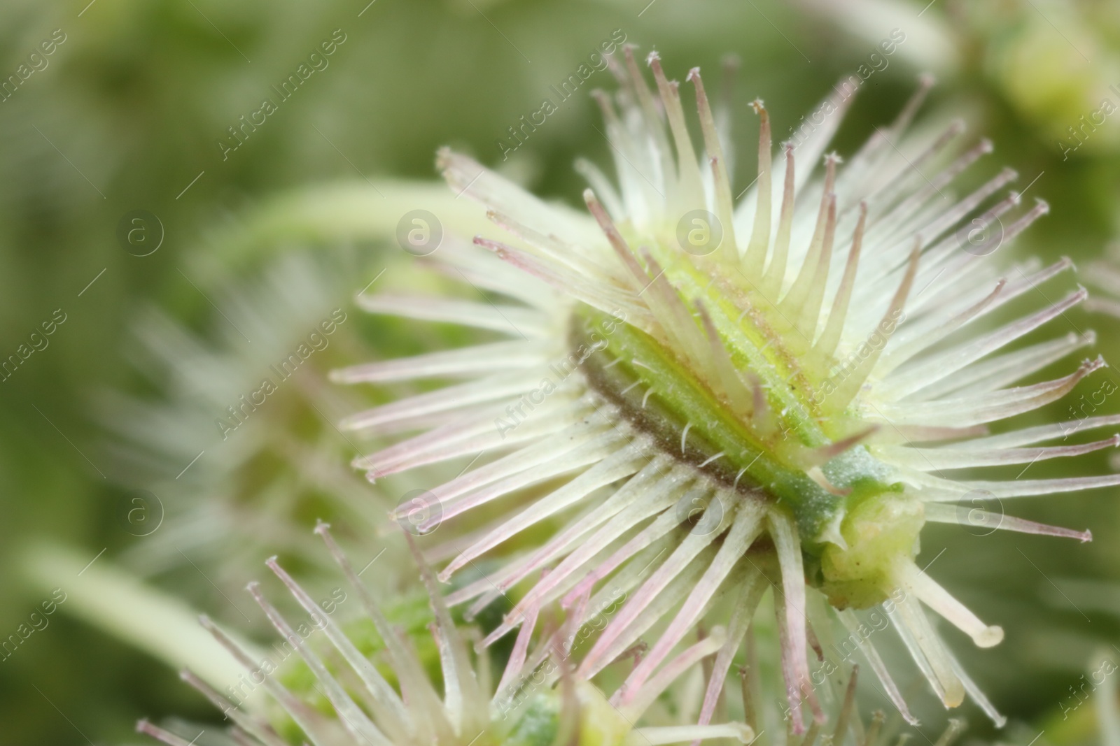 Photo of Macro photo of beautiful Astrodaucus plant on blurred background