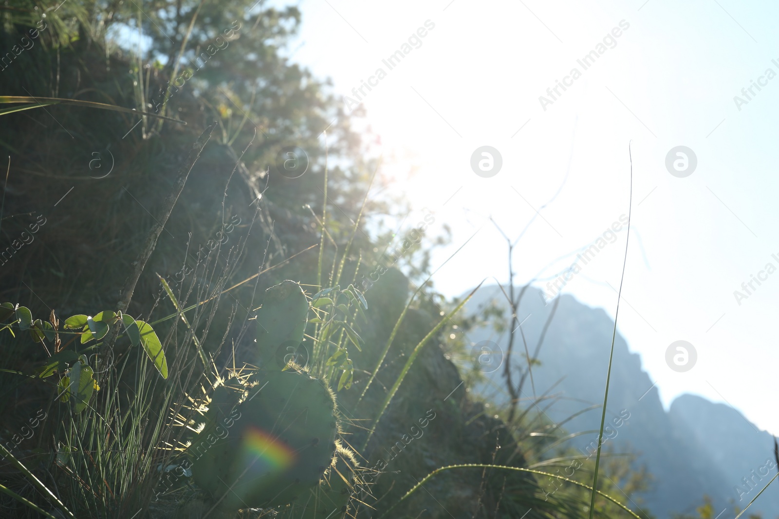 Photo of Beautiful green Opuntia growing in grass on sunny day, space for text