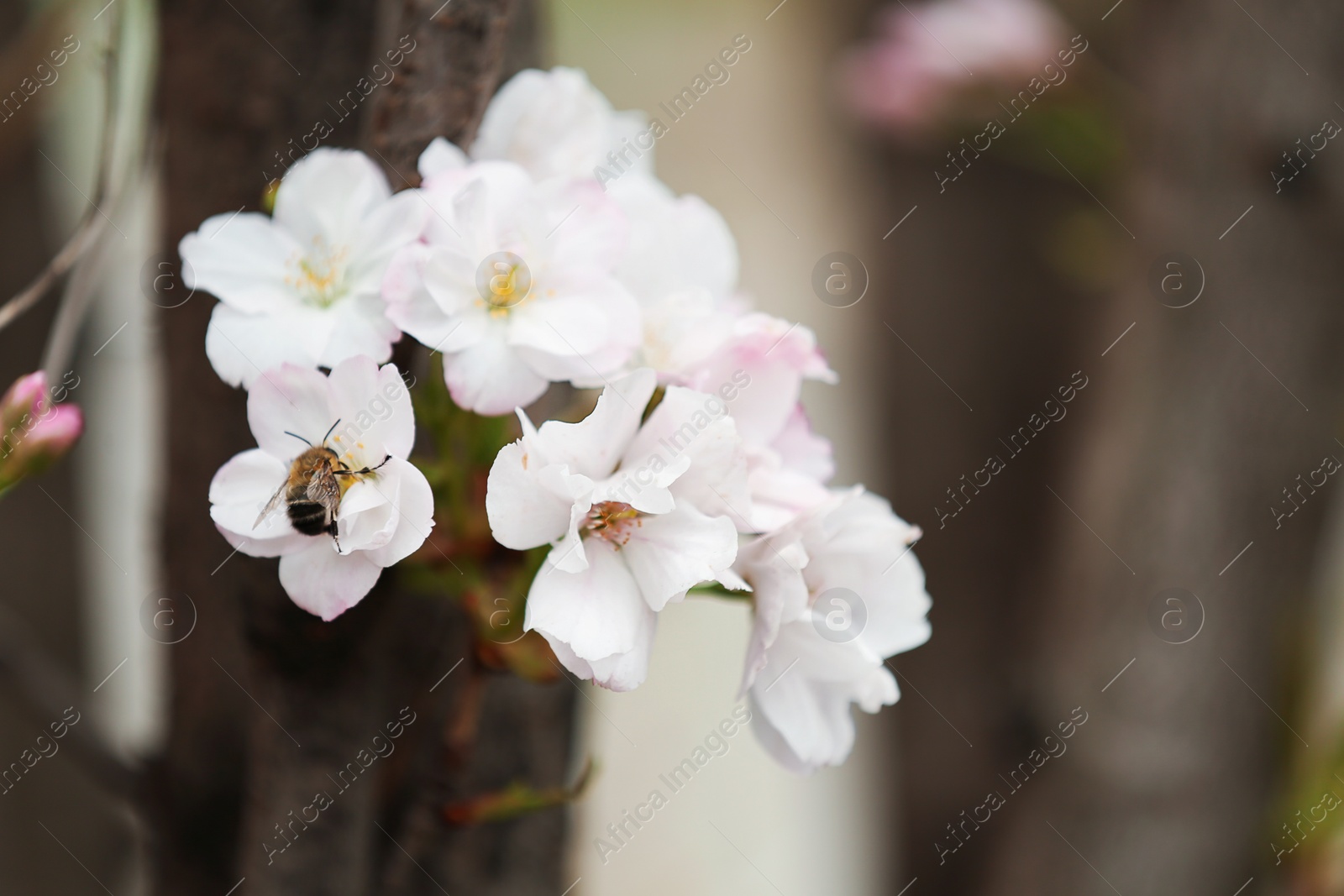 Photo of Closeup view of tree branch with tender flowers outdoors. Amazing spring blossom