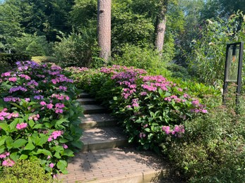 Photo of Pathway among beautiful hydrangea plants with violet flowers outdoors