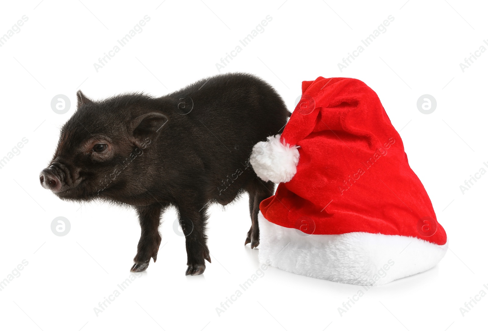 Photo of Adorable black mini pig with Santa hat on white background