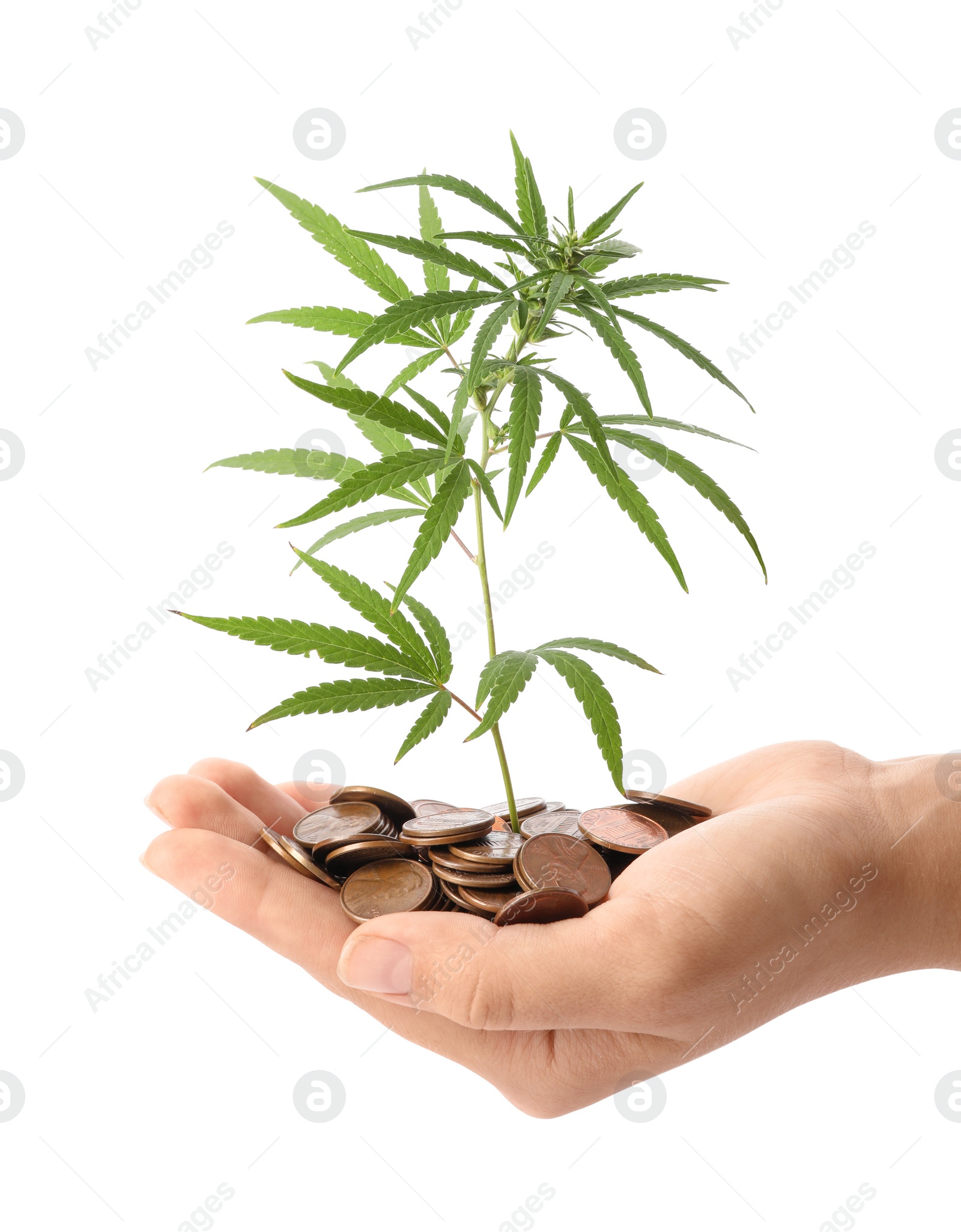 Photo of Woman holding hemp plant and coins on white background, closeup