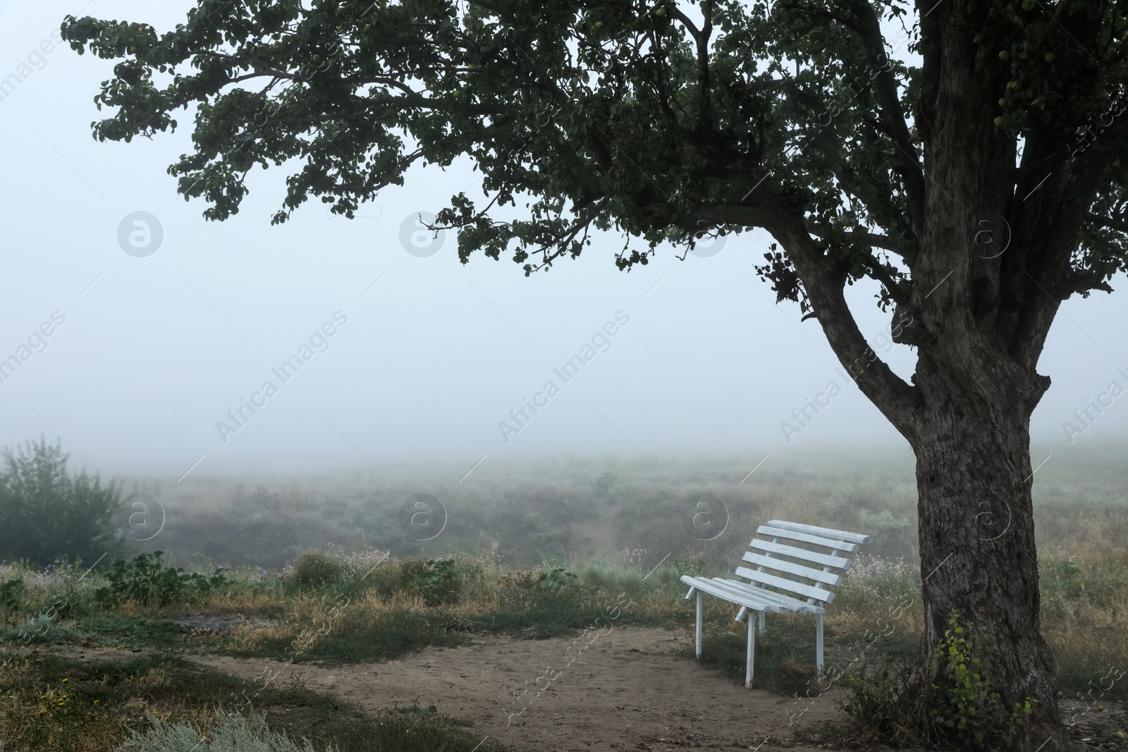 Photo of Empty wooden bench under tree in foggy field. Early morning landscape