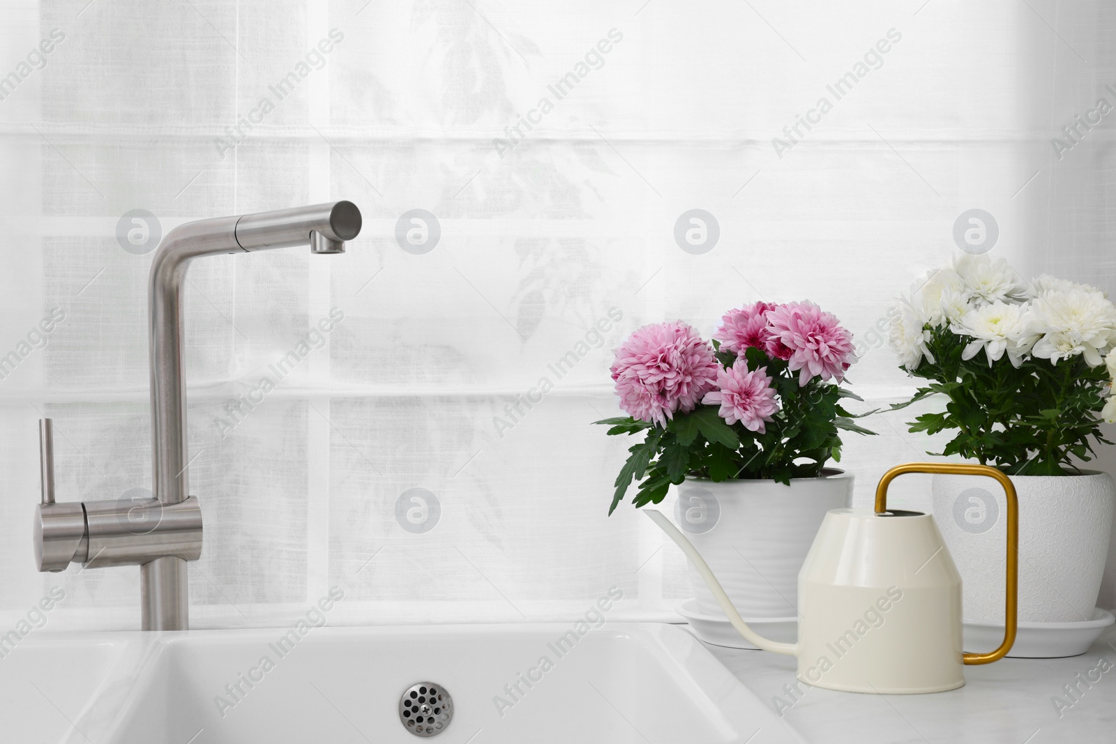 Photo of Pots with beautiful chrysanthemum and watering can on white countertop in kitchen