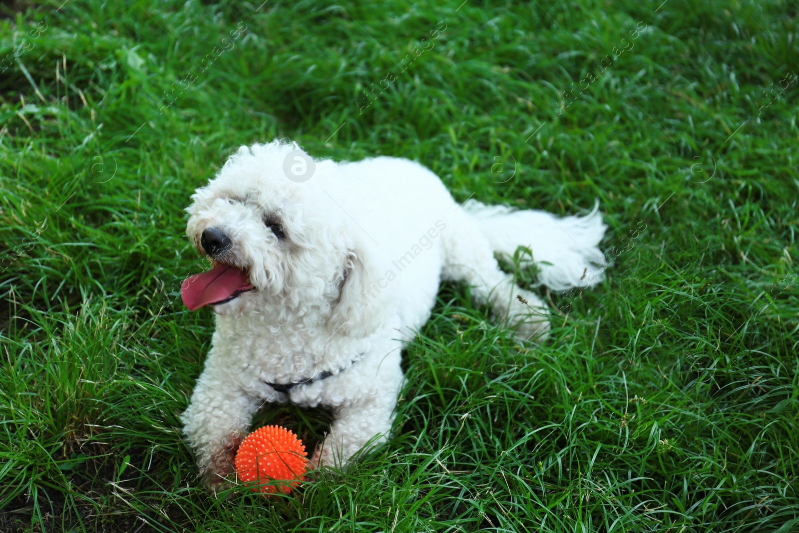 Photo of Cute fluffy Bichon Frise dog on green grass in park