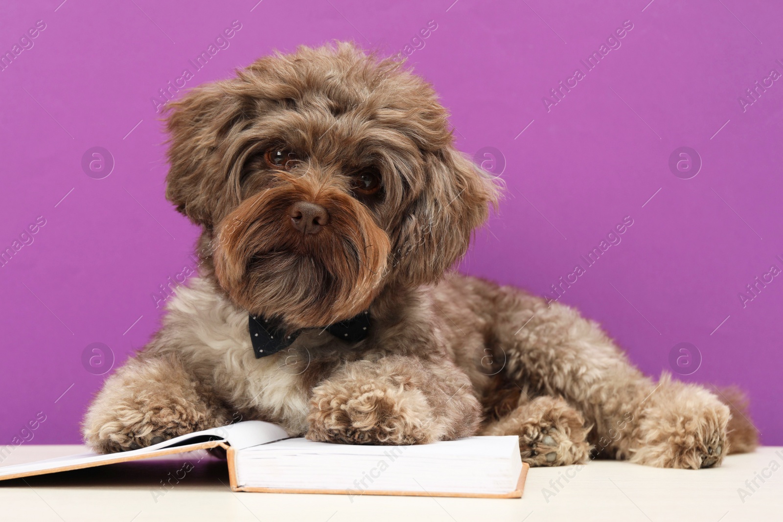 Photo of Cute Maltipoo dog with book on white table against violet background. Lovely pet