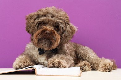 Cute Maltipoo dog with book on white table against violet background. Lovely pet