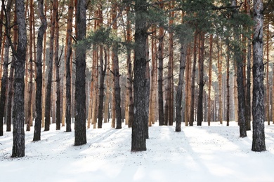 Photo of View of beautiful forest on winter day