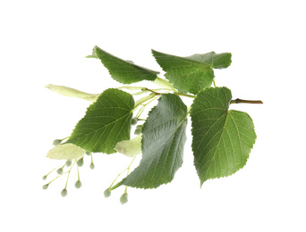 Photo of Branch of linden tree with young fresh green leaves and blossom isolated on white. Spring season