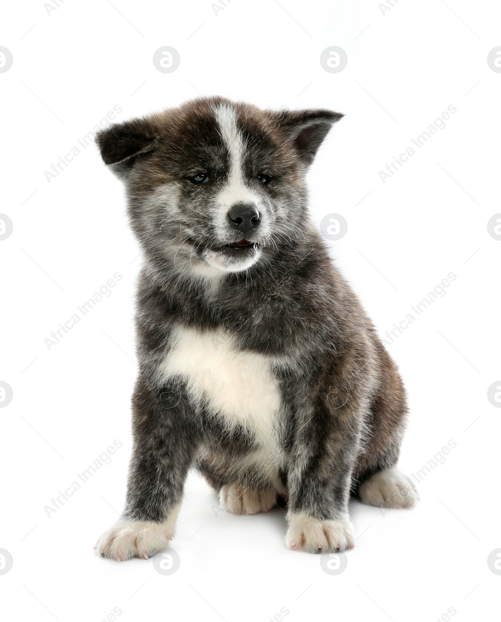 Photo of Cute Akita inu puppy on white background. Friendly dog