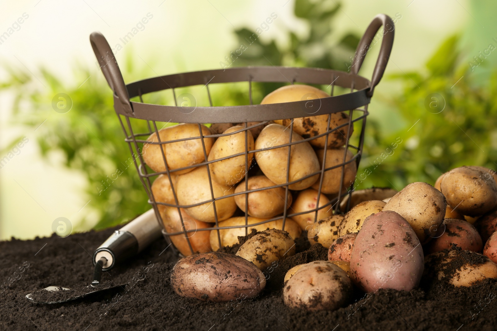 Photo of Fresh organic potatoes and shovel on soil