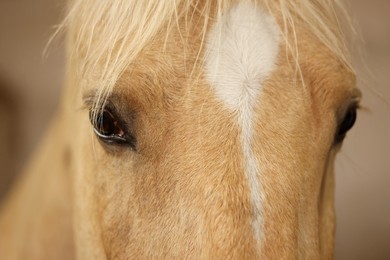 Photo of Adorable horse on blurred background, closeup. Lovely domesticated pet