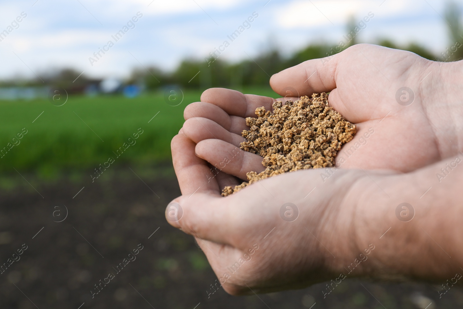 Photo of Man holding many beet seeds in field, closeup