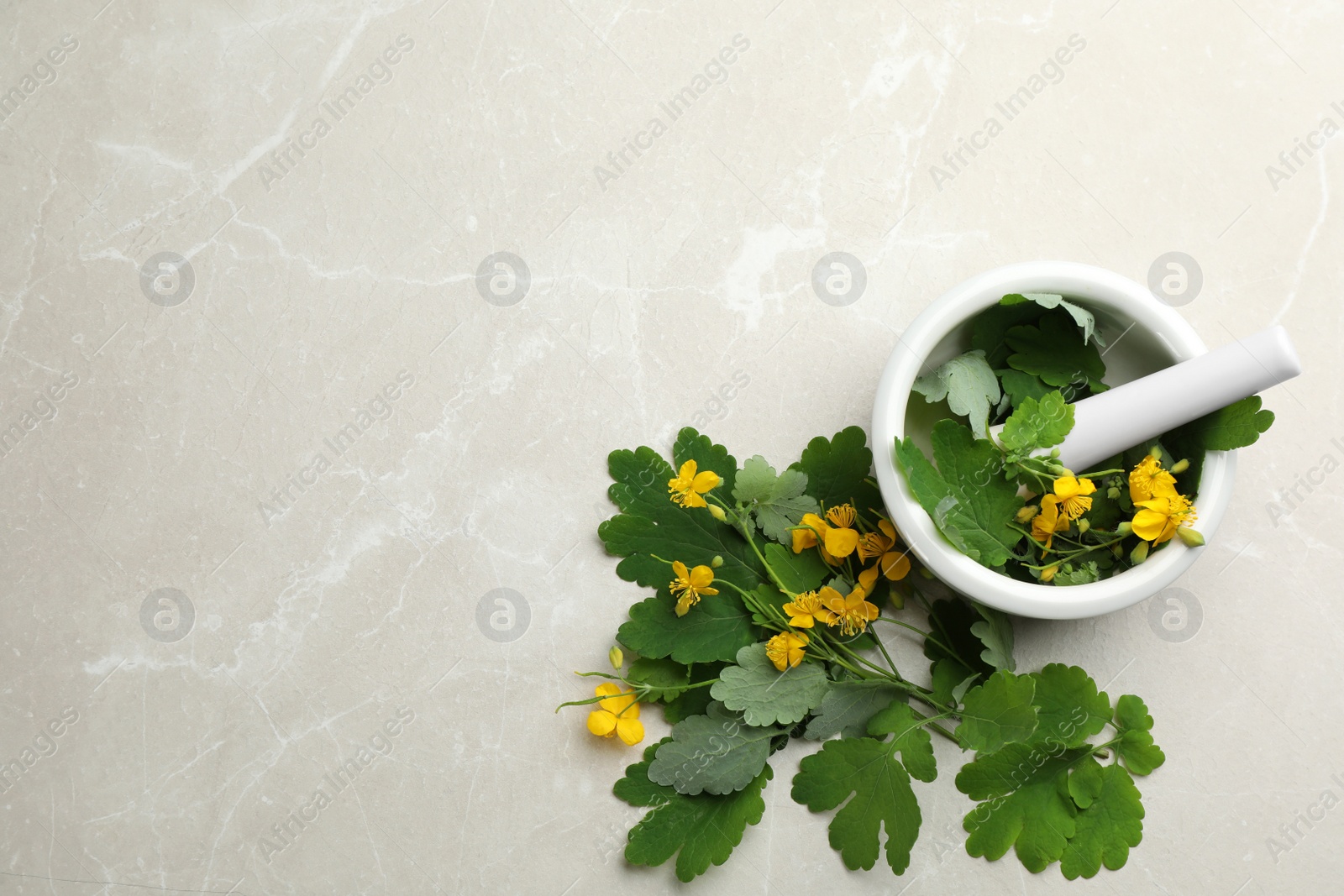 Photo of Celandine with mortar and pestle on grey table, flat lay. Space for text
