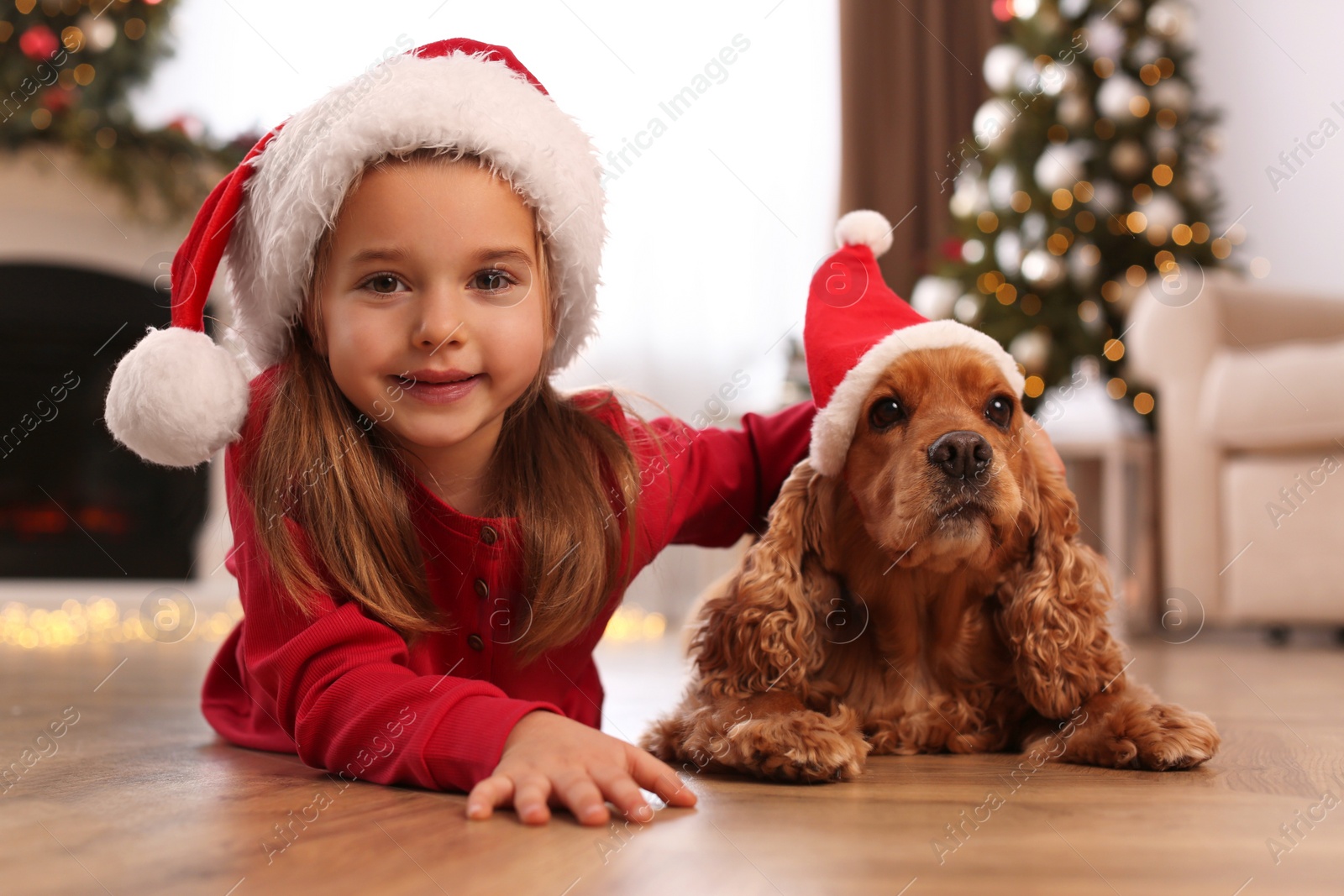 Photo of Cute little girl with English Cocker Spaniel in room decorated for Christmas